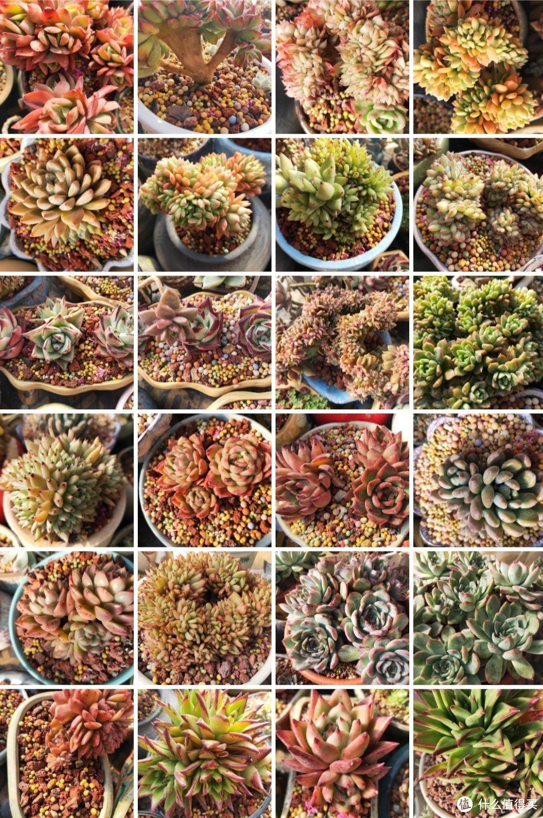 唐山一32岁太太,因“在窗檐养多肉”而走红,摇摇欲坠,太壮观了