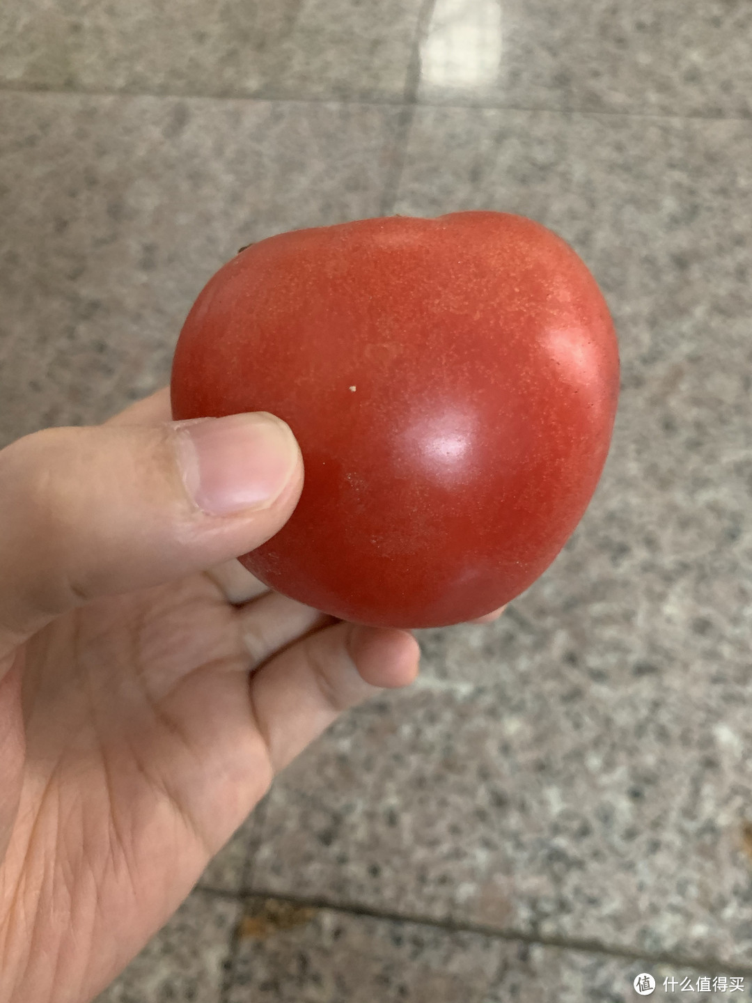 中午，煮一碗简简单单的番茄小云吞