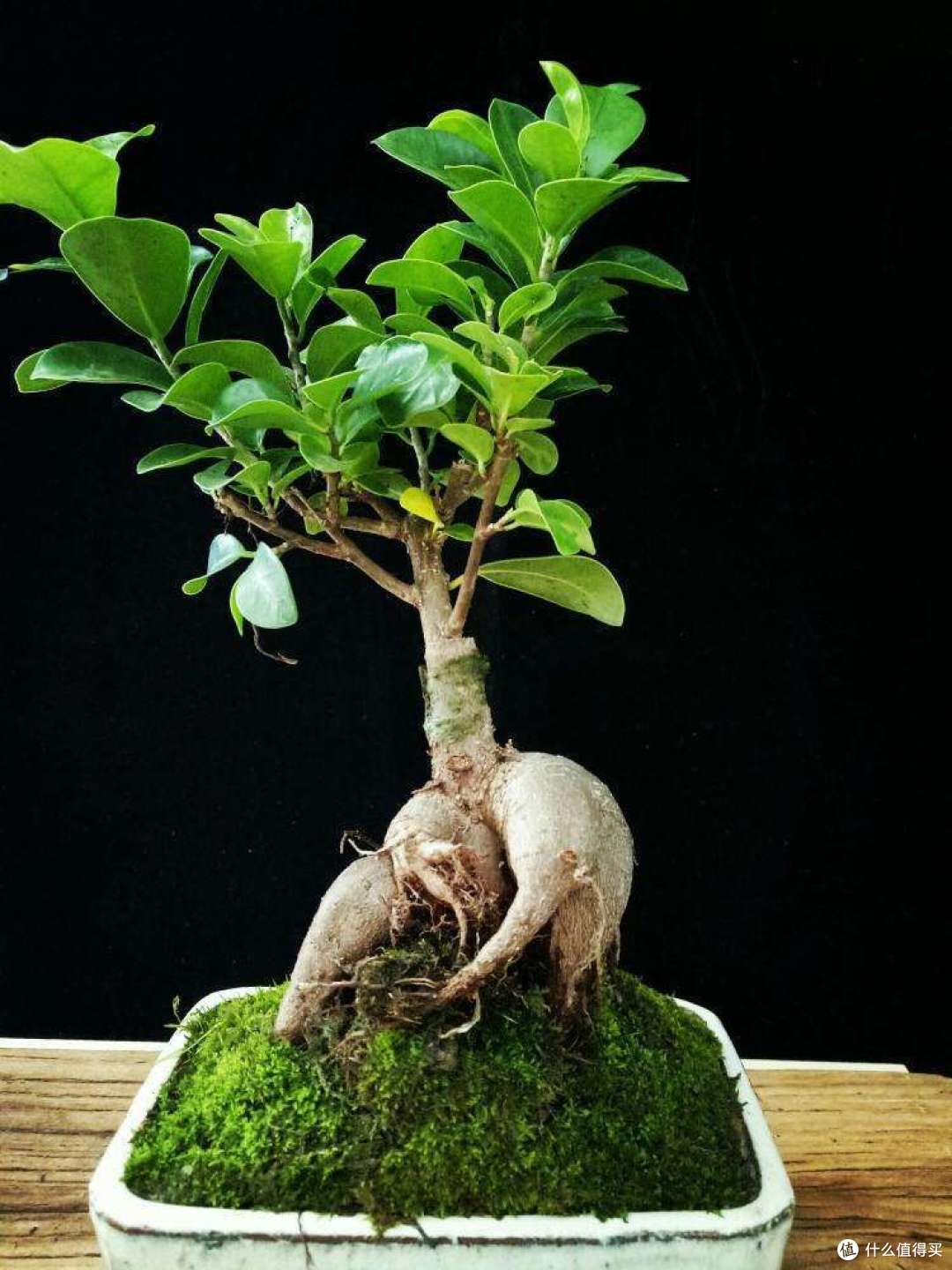 "贵宅多嘉树",5种"佳树"放家里,好养又好看,寓意吉祥