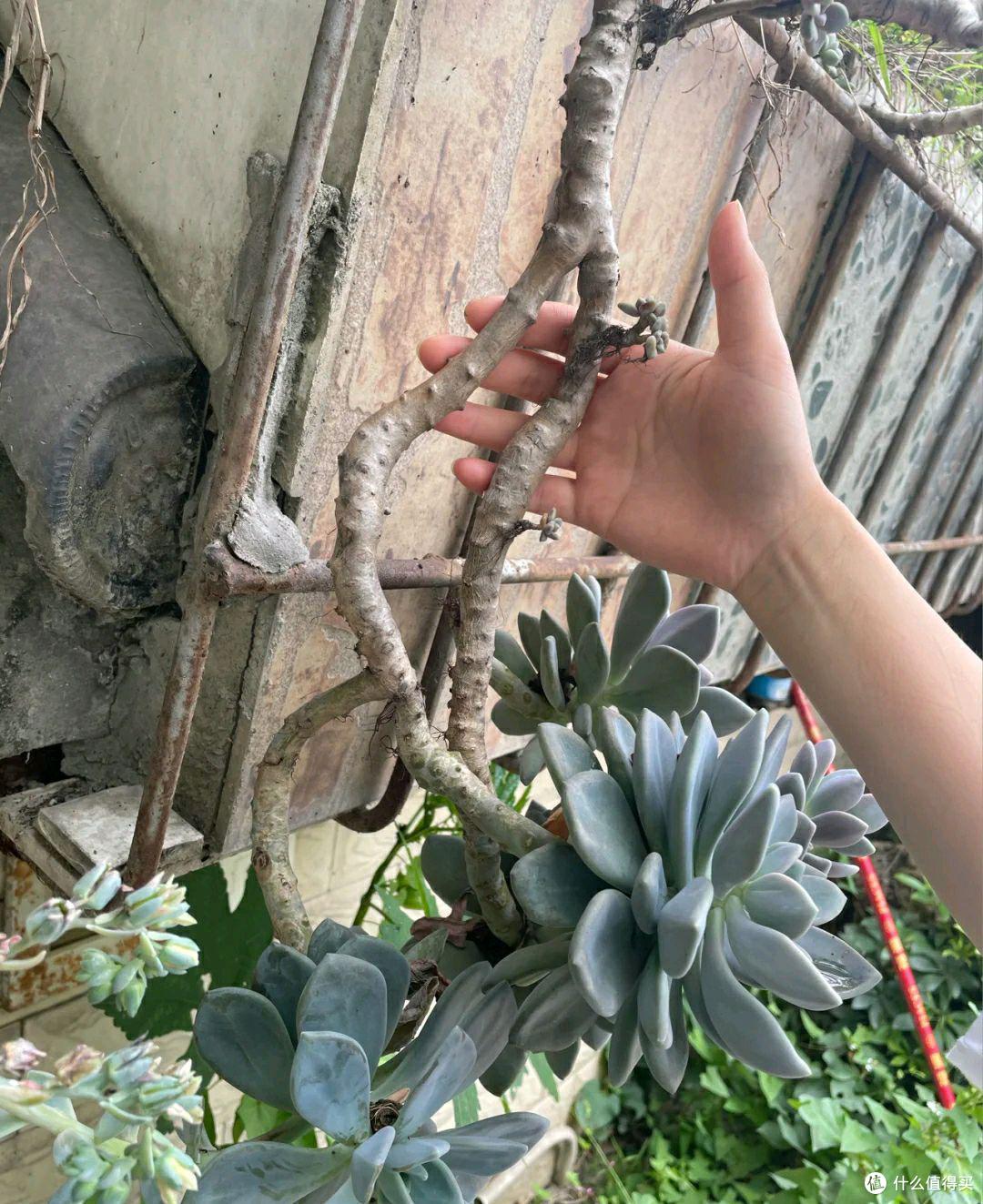 王大妈随手扔的一片叶子,竟然长成了多肉悬挂老桩,霸气又美观