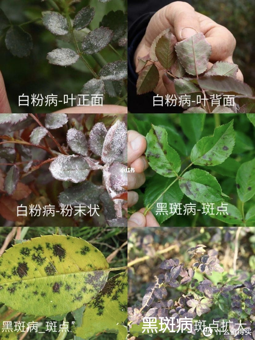 春光灿烂，花团锦簇，月季病虫防治怎么做？