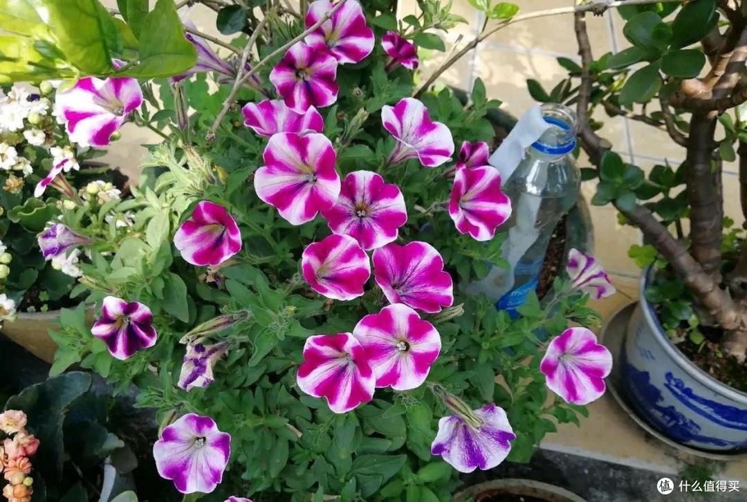 农村随处可见的“草”,成了老花匠的“宝儿”,花开很鲜艳