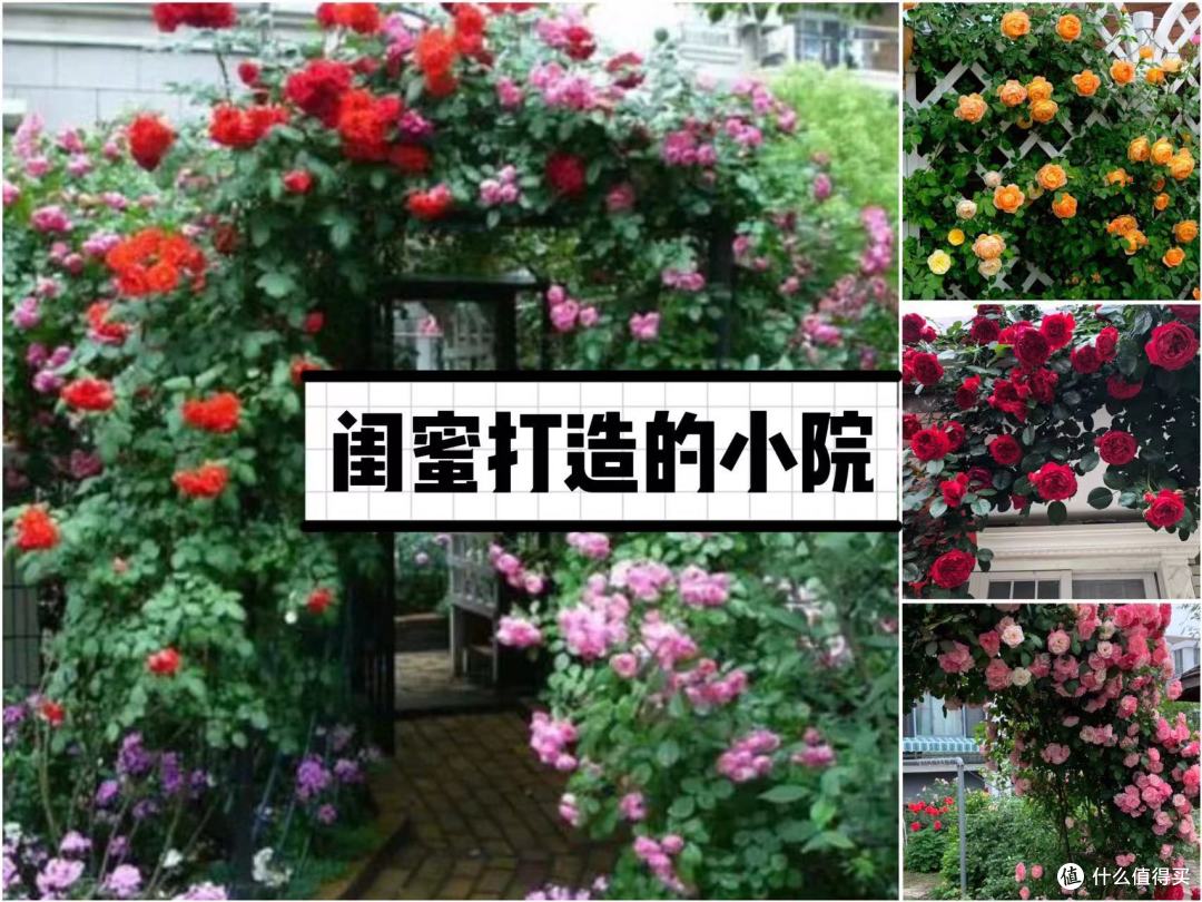 49㎡院子被闺蜜打造成花海,设计太美了,网友:满眼花墙好治愈