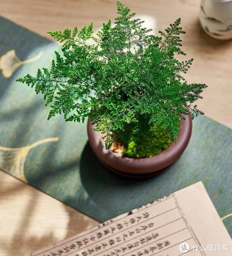 漂亮又耐阴的6种花,放家里任何地方都能长,枝叶翠绿,开花惊艳