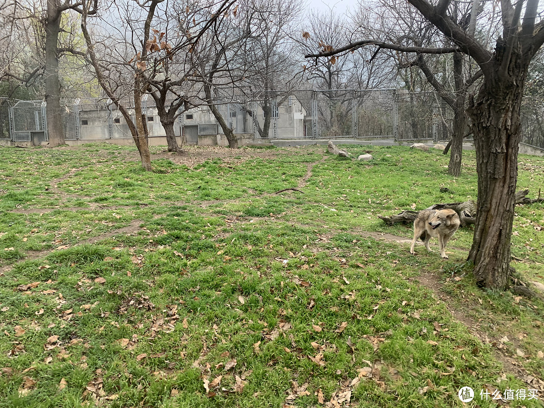 春日里的秦岭野生动物园🦓 游览攻略 