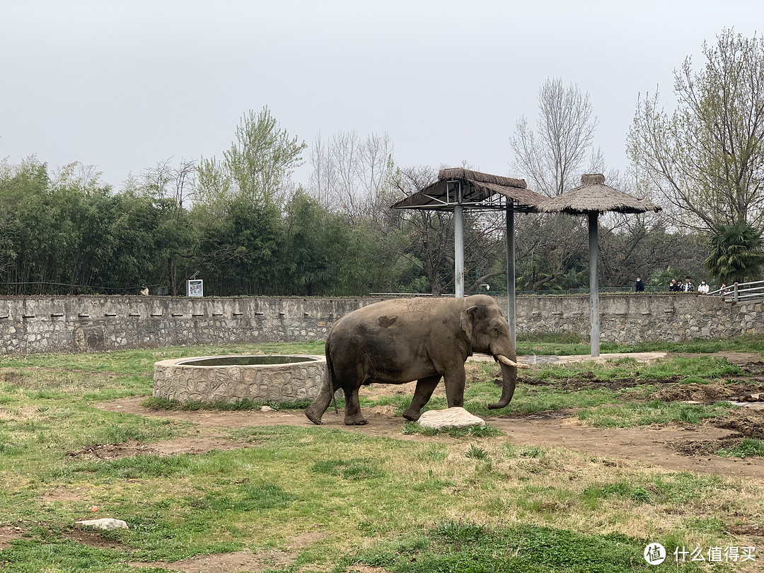 大象🐘，应该是非洲象