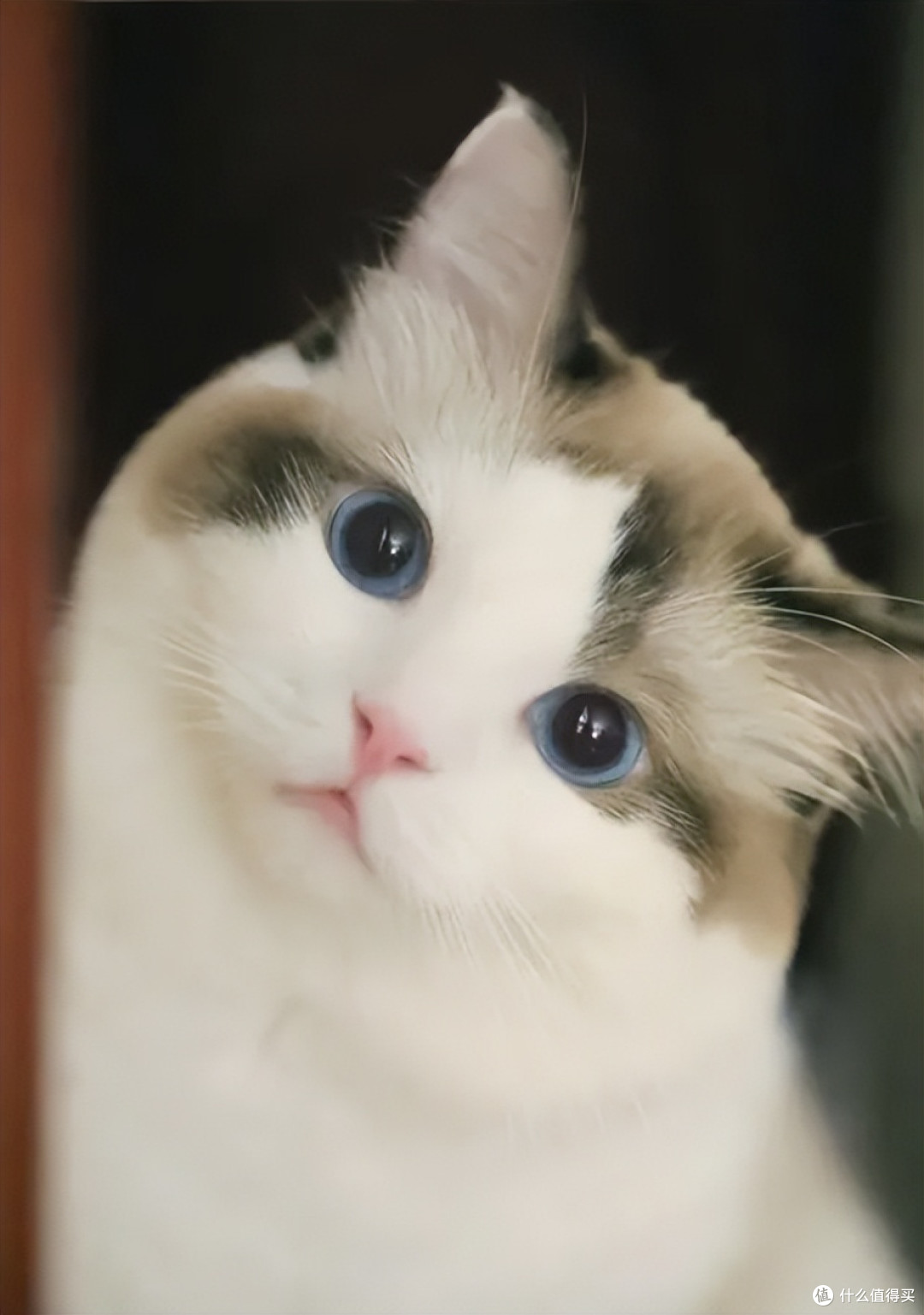 猫咪“玻璃胃”不好?试试这3个调理方法,增加肠胃的抵抗力