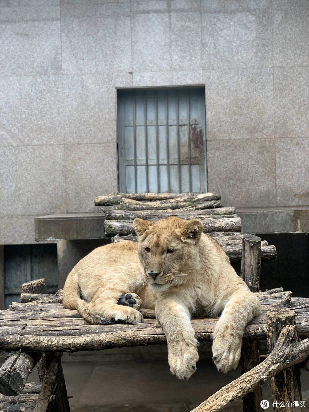 春日里的秦岭野生动物园🦓 游览攻略 