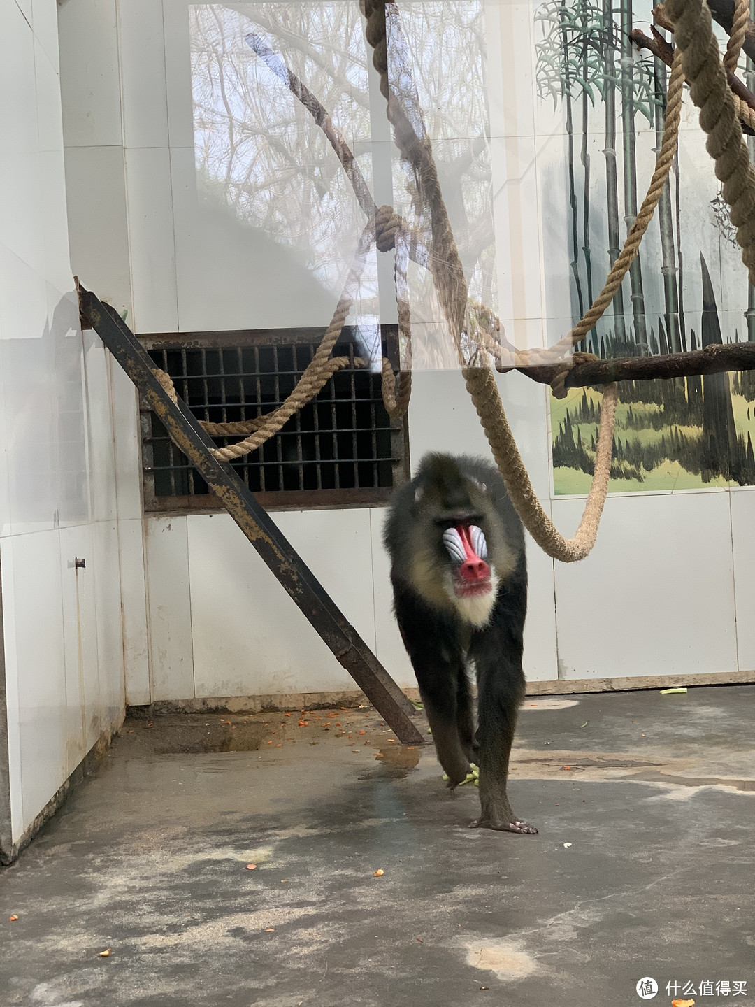 春日里的秦岭野生动物园🦓 游览攻略 