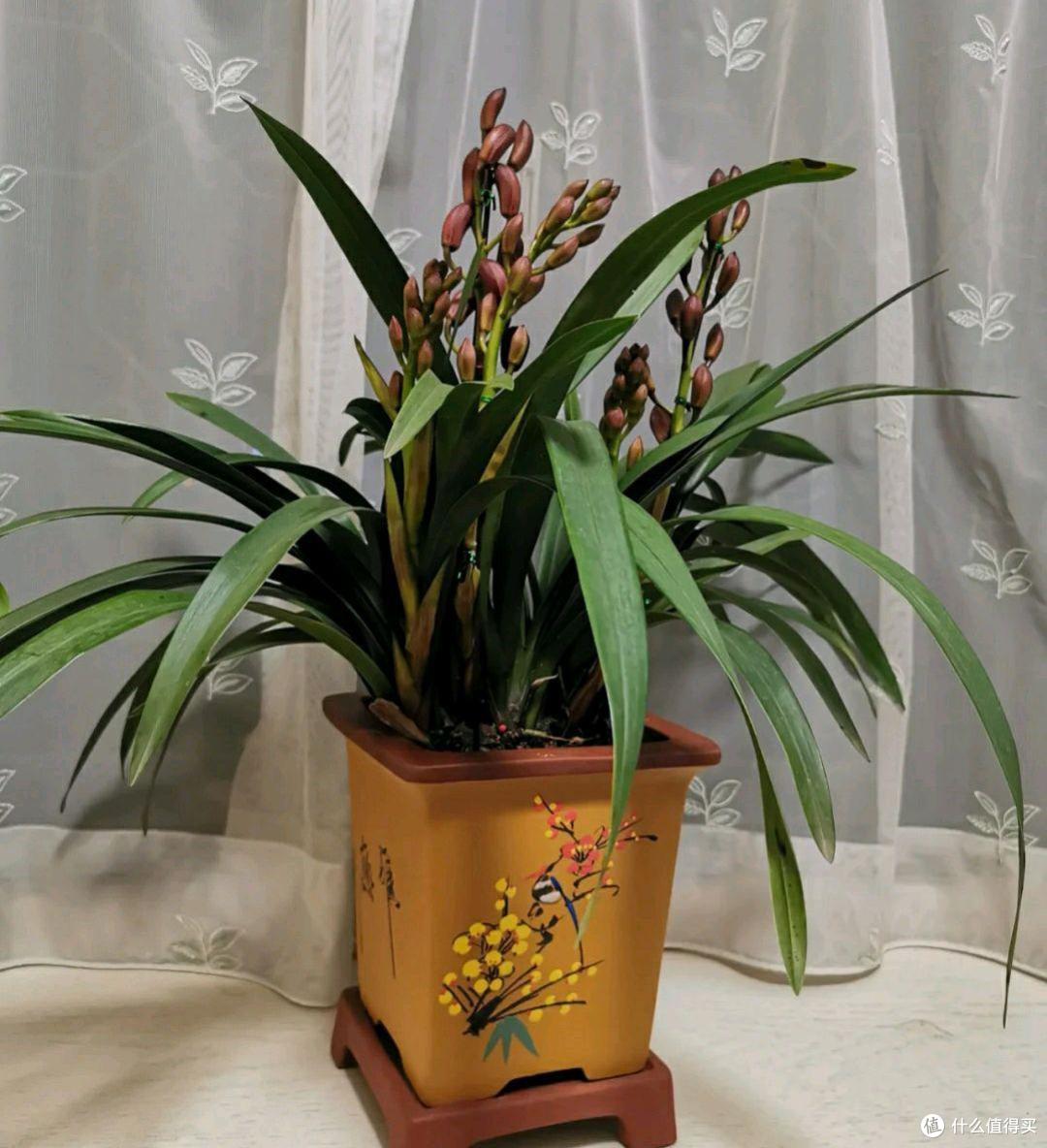 4种花就是“受虐狂”，冬天狠狠冻一冻，开花才会鲜艳多姿