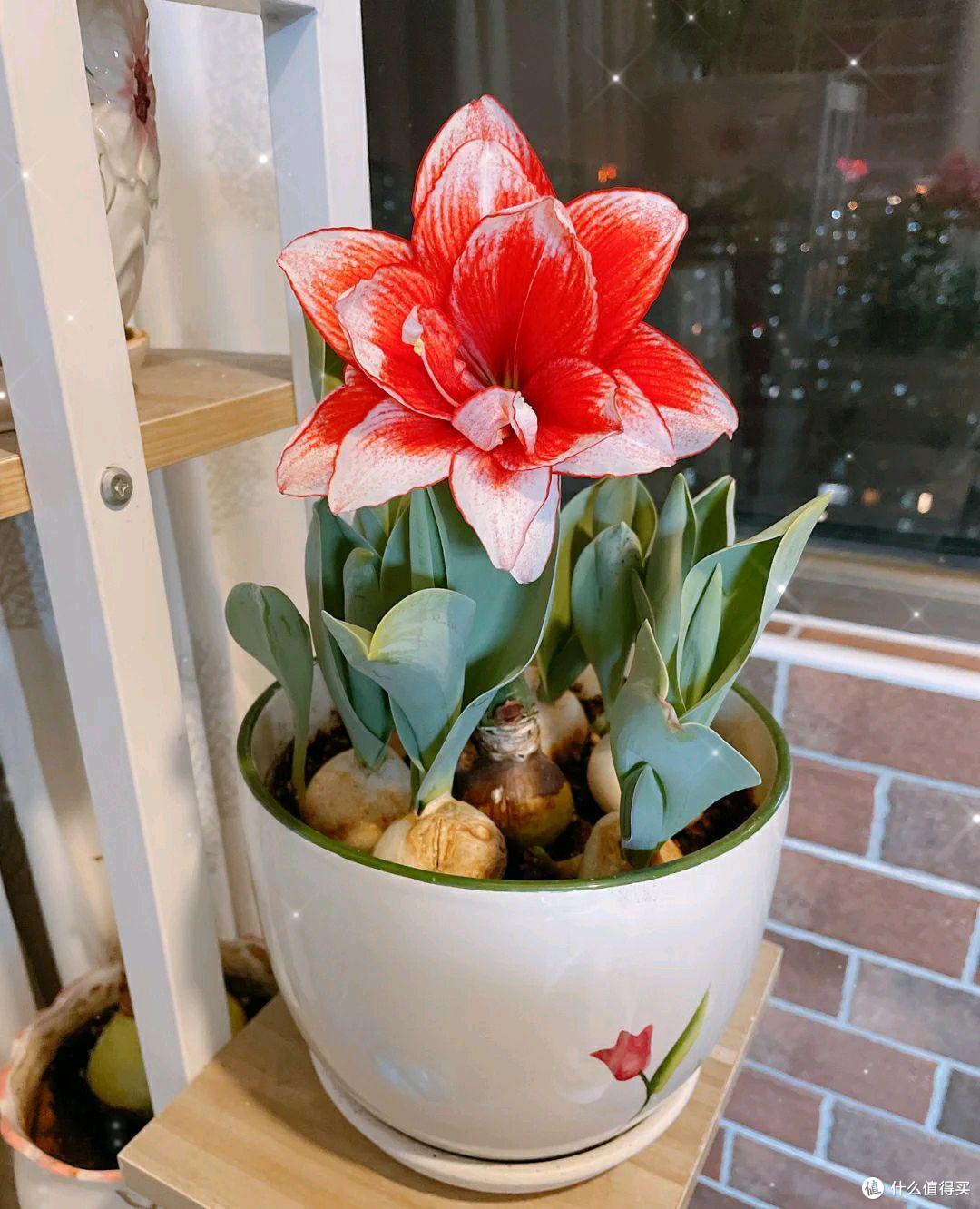 4种花就是“受虐狂”，冬天狠狠冻一冻，开花才会鲜艳多姿