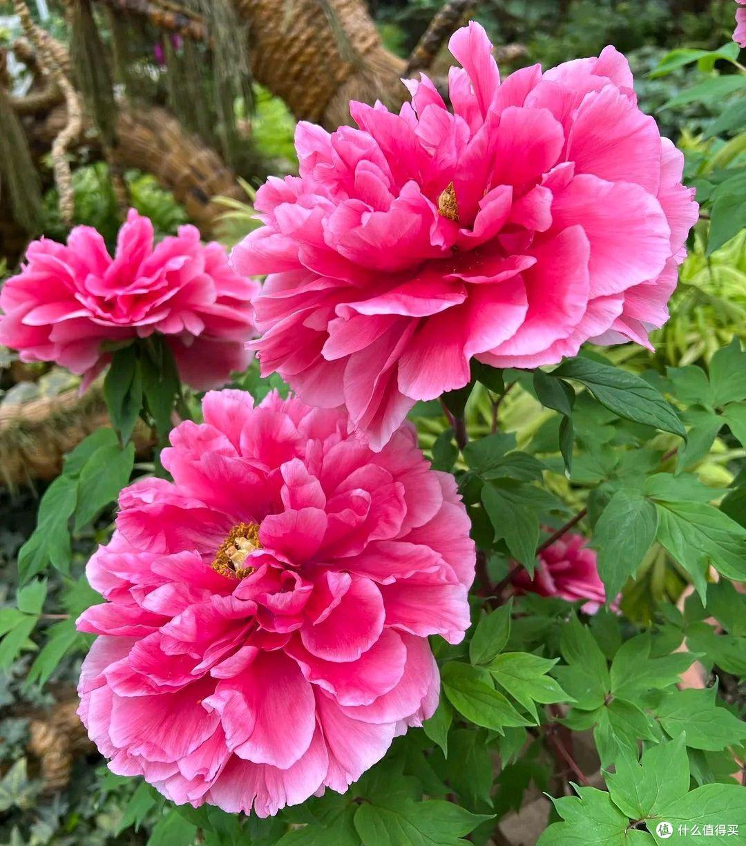 4种花就是“受虐狂”，冬天狠狠冻一冻，开花才会鲜艳多姿