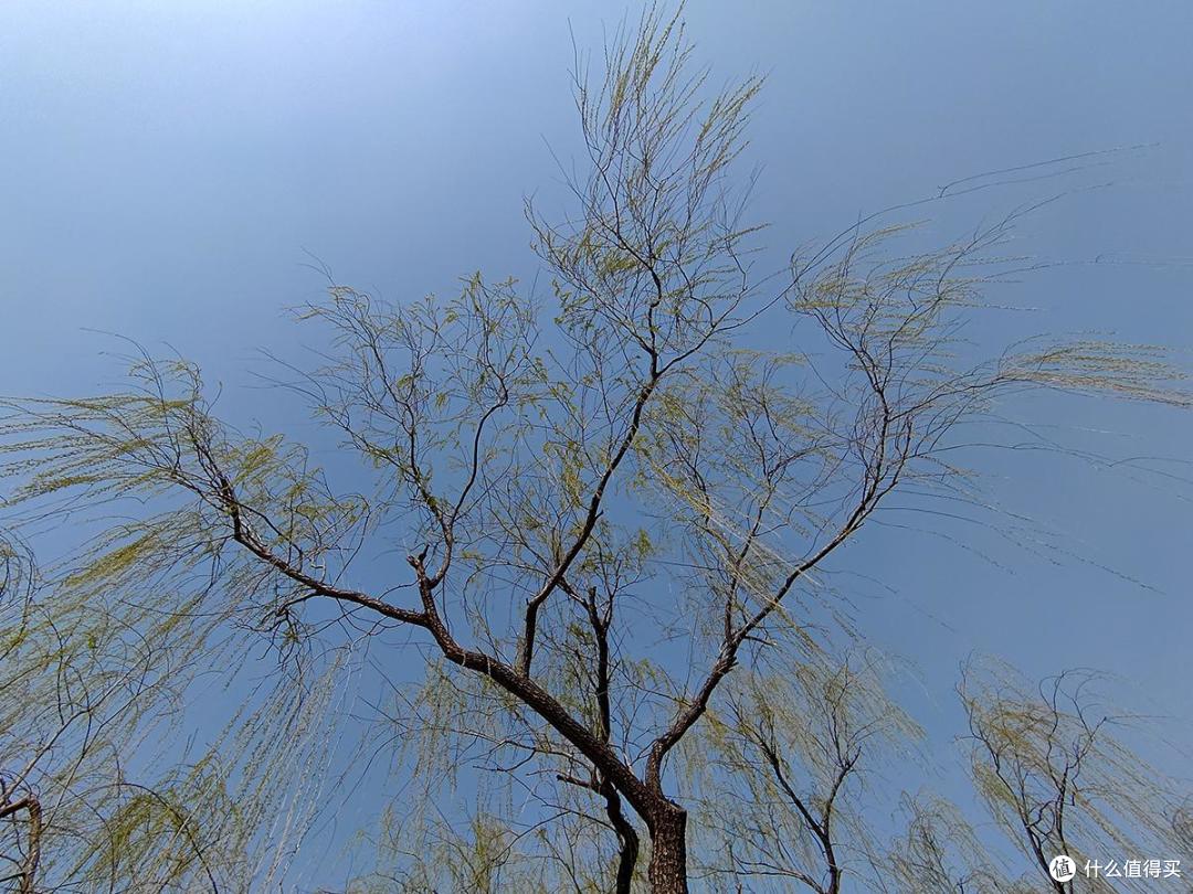 如何用手机摄影随拍记录美丽的花花