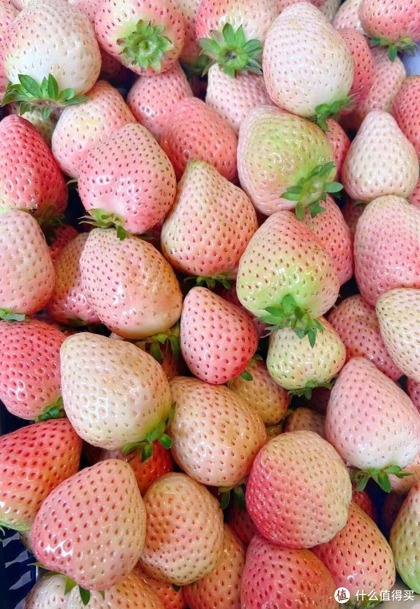 春天到了，草莓自由了，吃草莓吧