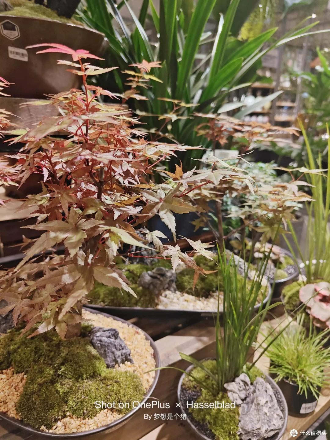 轻松出片,毫不含糊,一加11的影像表现符合其性能旗舰的定位