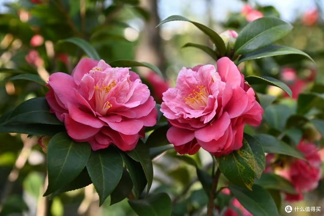茶花掉花苞时,这3件事不能做,否则花苞掉光光