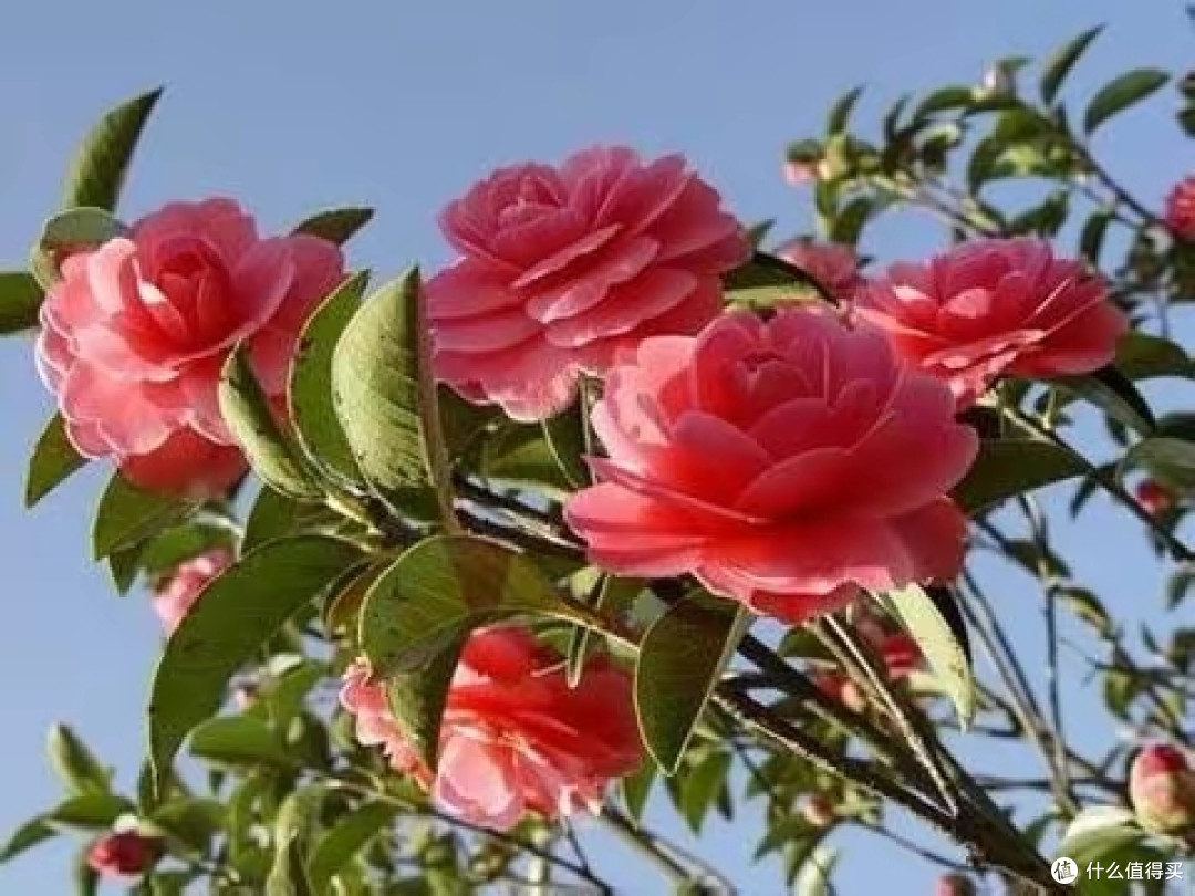 茶花掉花苞时,这3件事不能做,否则花苞掉光光