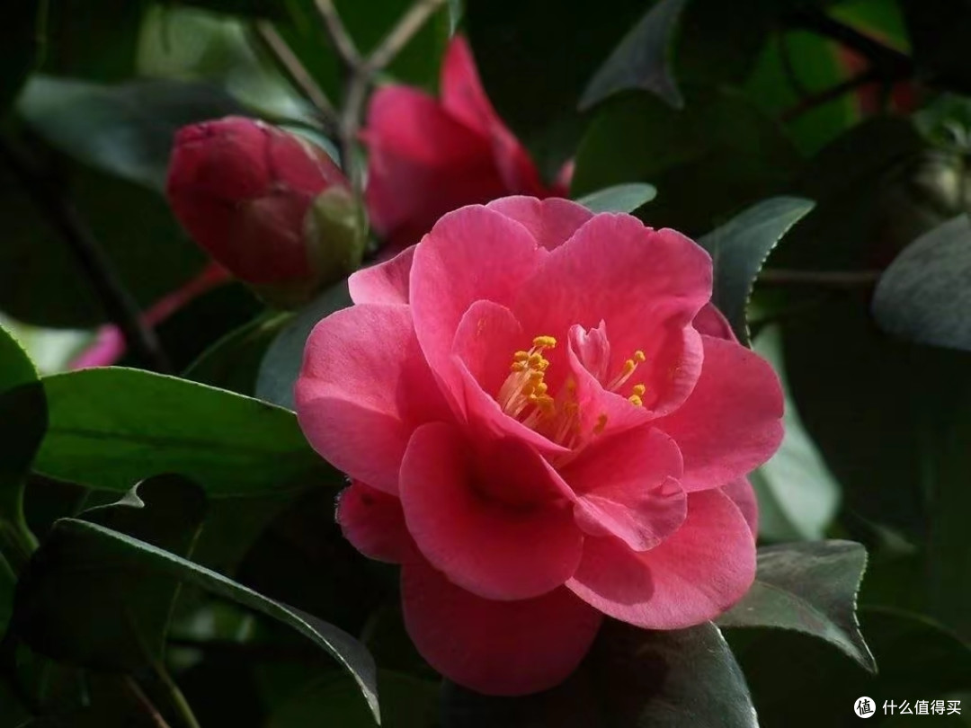 茶花掉花苞时,这3件事不能做,否则花苞掉光光