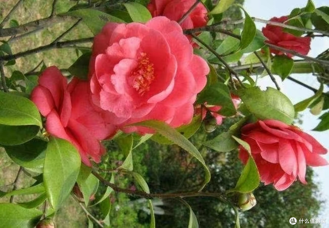 茶花掉花苞时,这3件事不能做,否则花苞掉光光