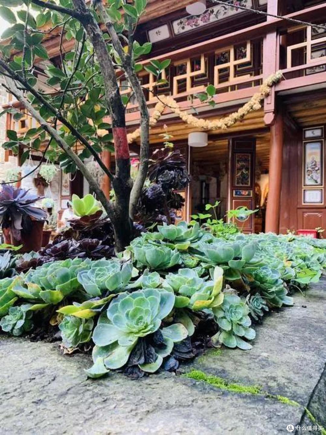 发现一个最美尼姑庵，种满各种花草，犹如“人间仙境”，晒晒