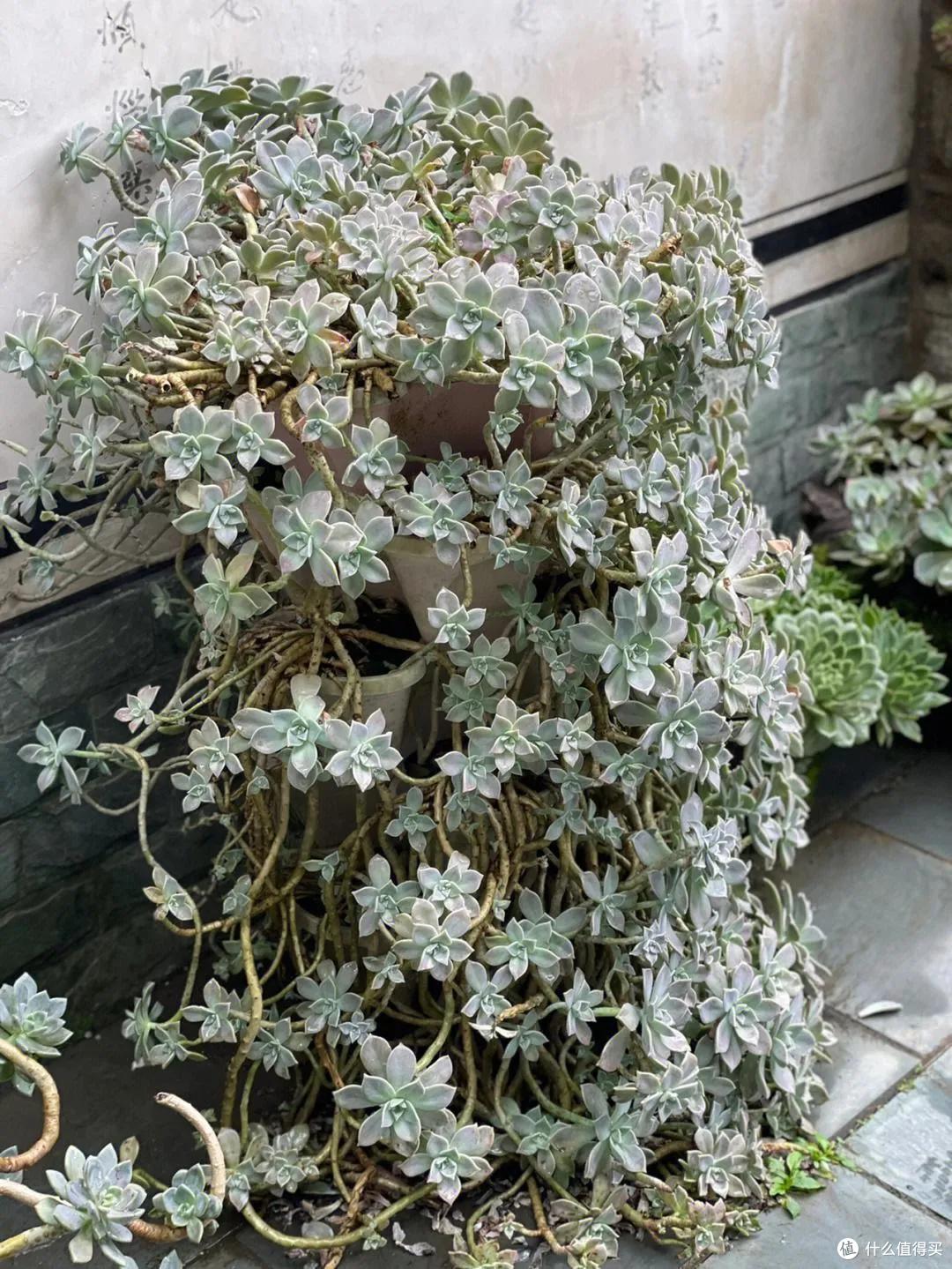 发现一个最美尼姑庵，种满各种花草，犹如“人间仙境”，晒晒