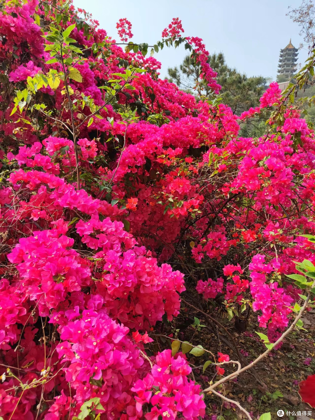 自贸区的樱花节,有比樱花更加灿烂的花儿