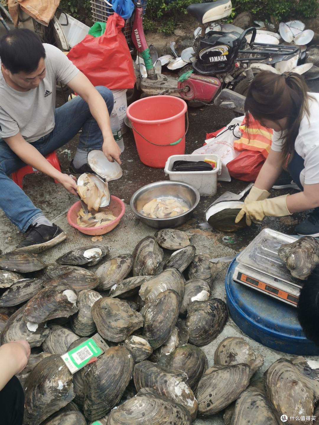 有人脸般大的河蚌