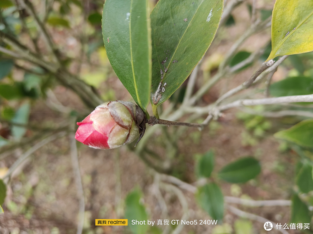 满级玩家——真我 GT Neo5 240W一个月深度体验