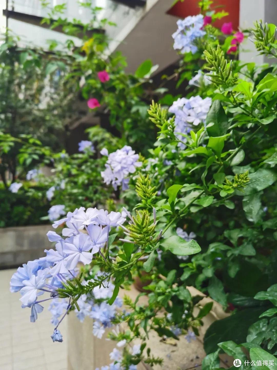 养蓝雪花，着重做“3点”，一整年都开花，花量巨大清新美丽