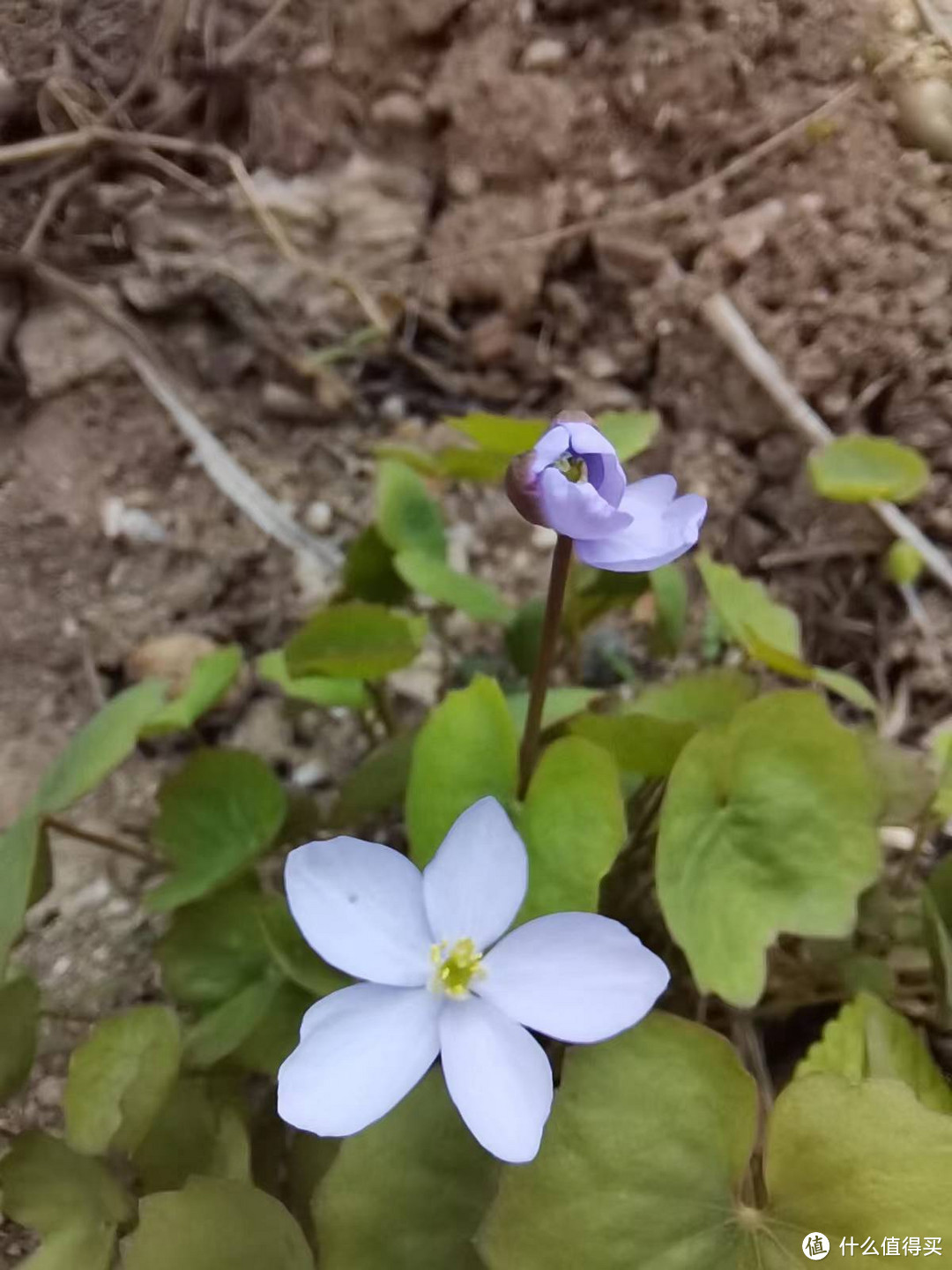 北方懒人花园（2）红花还需绿叶配，宿根常绿草本植物的选择