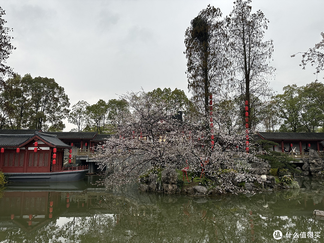 樱花季——武汉南京无锡平坝