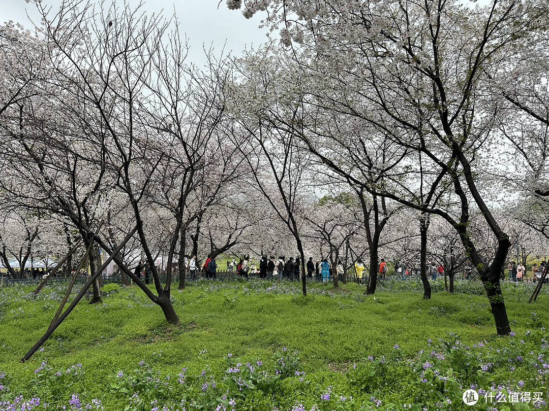 樱花季——武汉南京无锡平坝