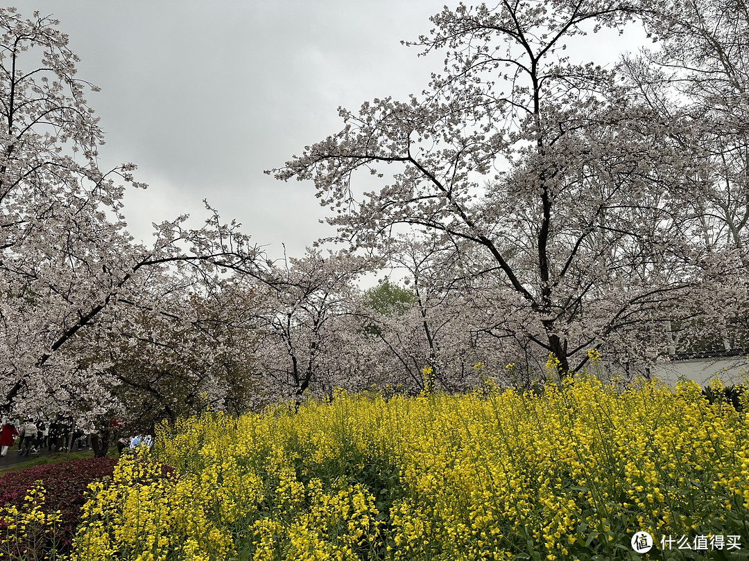 樱花季——武汉南京无锡平坝