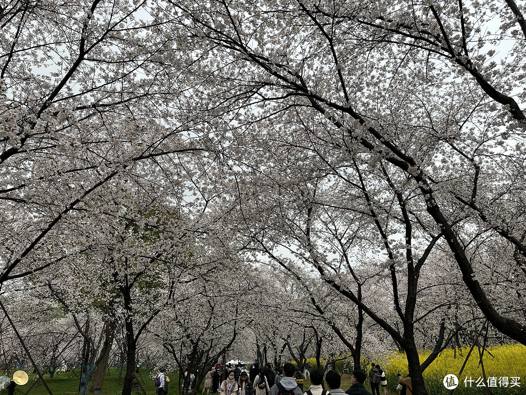 樱花季——武汉南京无锡平坝