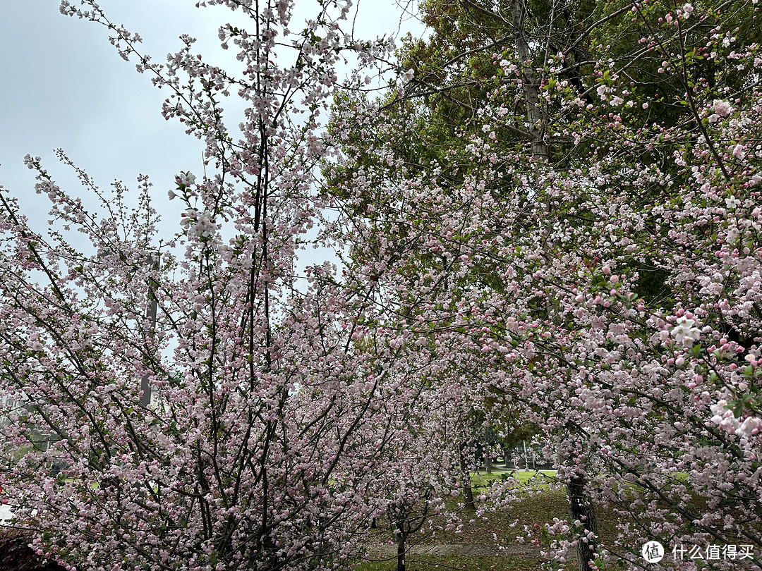 樱花季——武汉南京无锡平坝