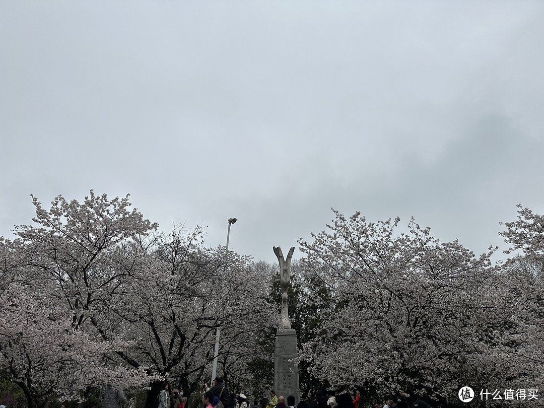 樱花季——武汉南京无锡平坝