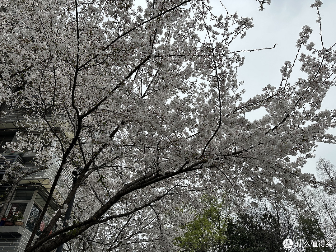 樱花季——武汉南京无锡平坝