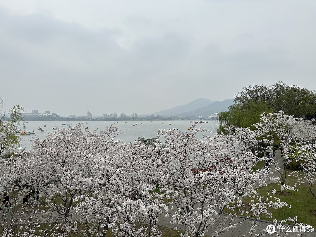 樱花季——武汉南京无锡平坝