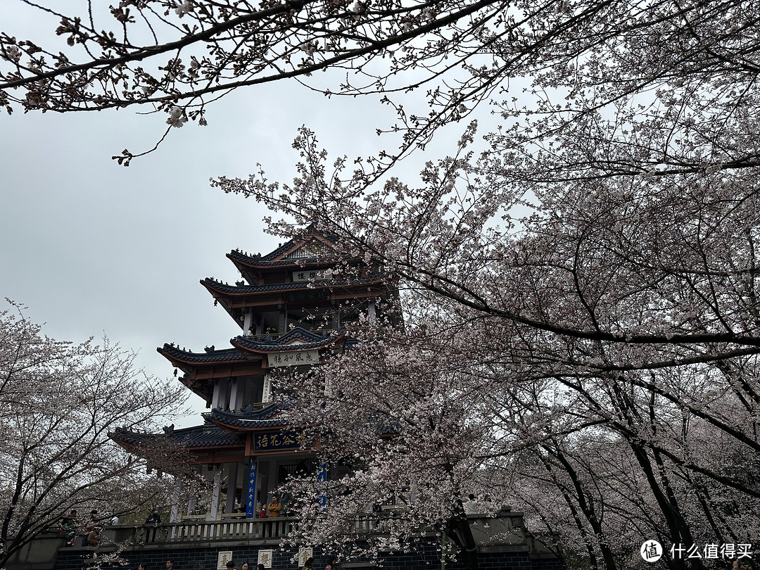 樱花季——武汉南京无锡平坝