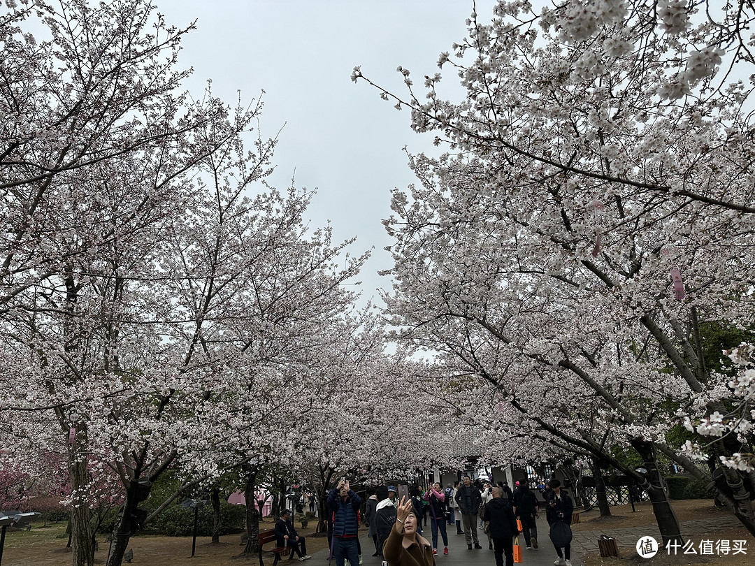 樱花季——武汉南京无锡平坝