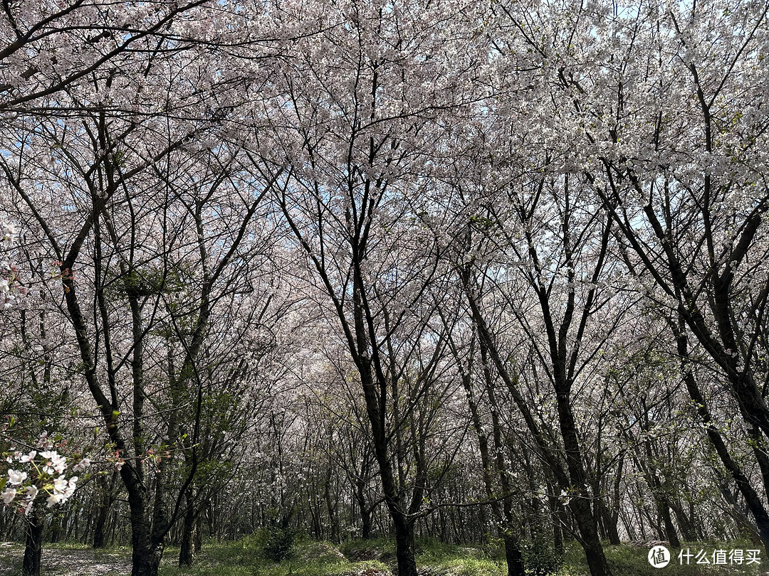 樱花季——武汉南京无锡平坝