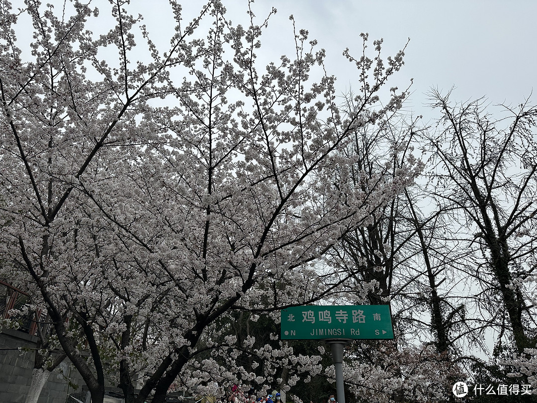 樱花季——武汉南京无锡平坝