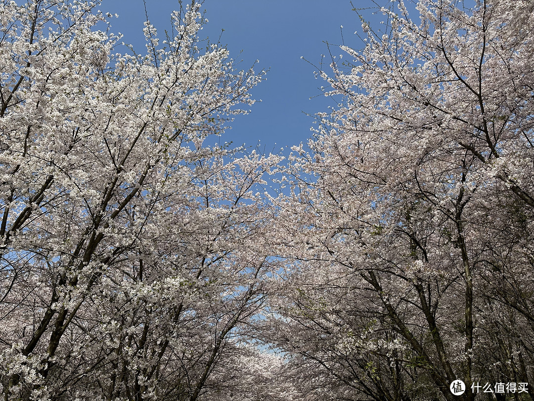 樱花季——武汉南京无锡平坝