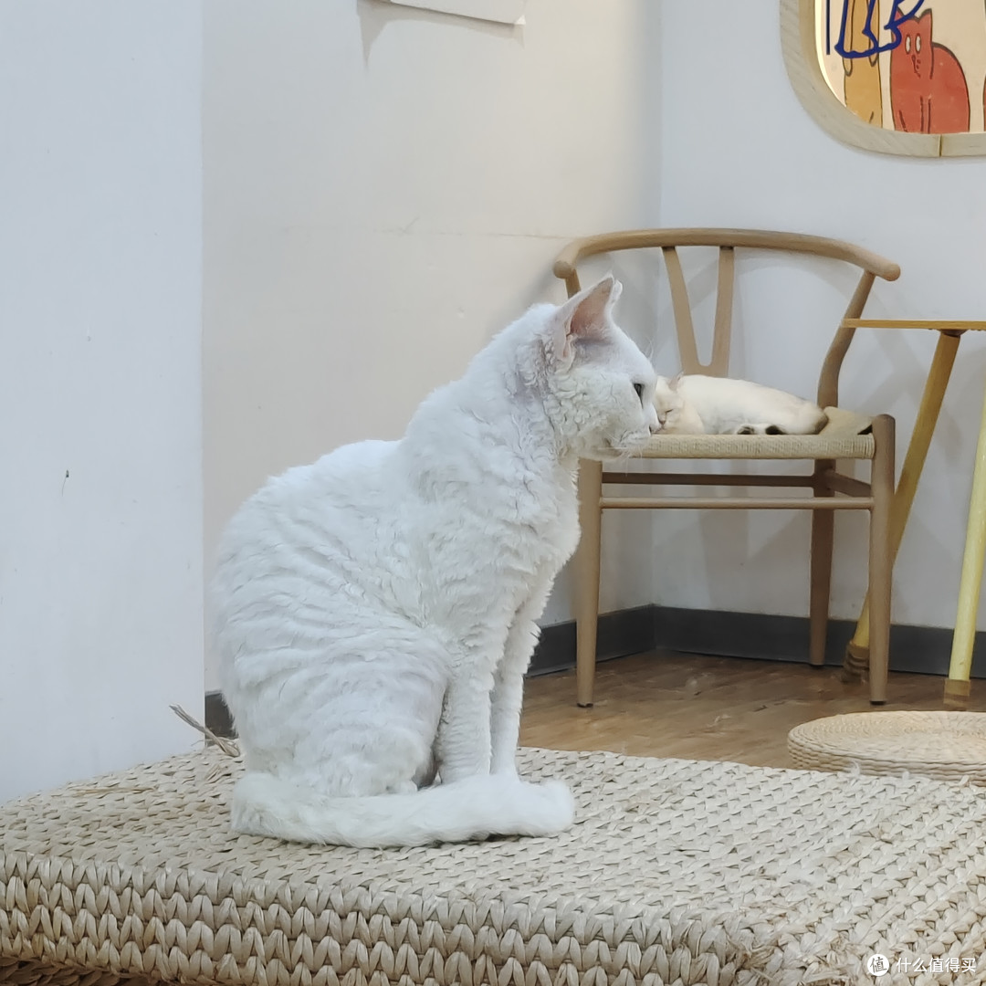 猫瘾犯了？猫咖走起！