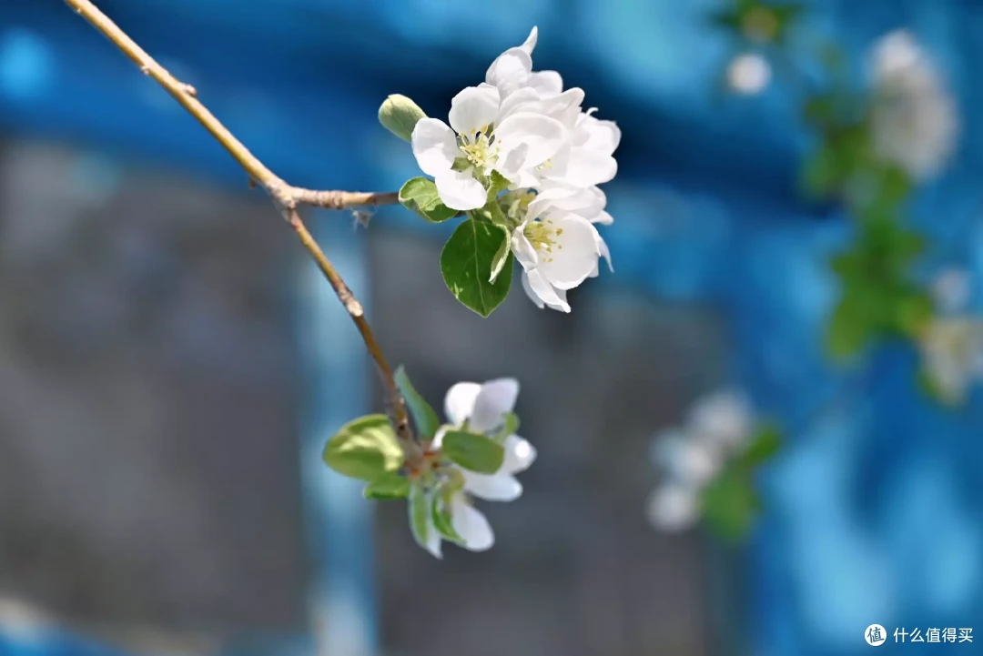 4月来新疆必打卡的赏花地,号称塞上江南也很宜居,杏花桃花梨花统统都有通通都有
