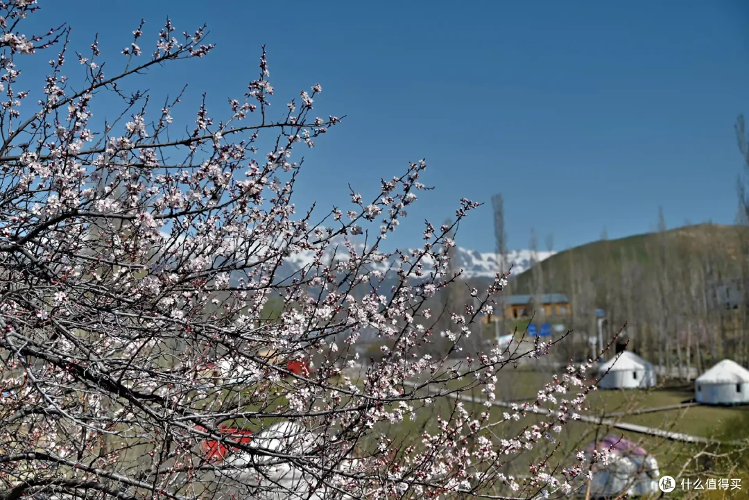 4月来新疆必打卡的赏花地,号称塞上江南也很宜居,杏花桃花梨花统统都有通通都有