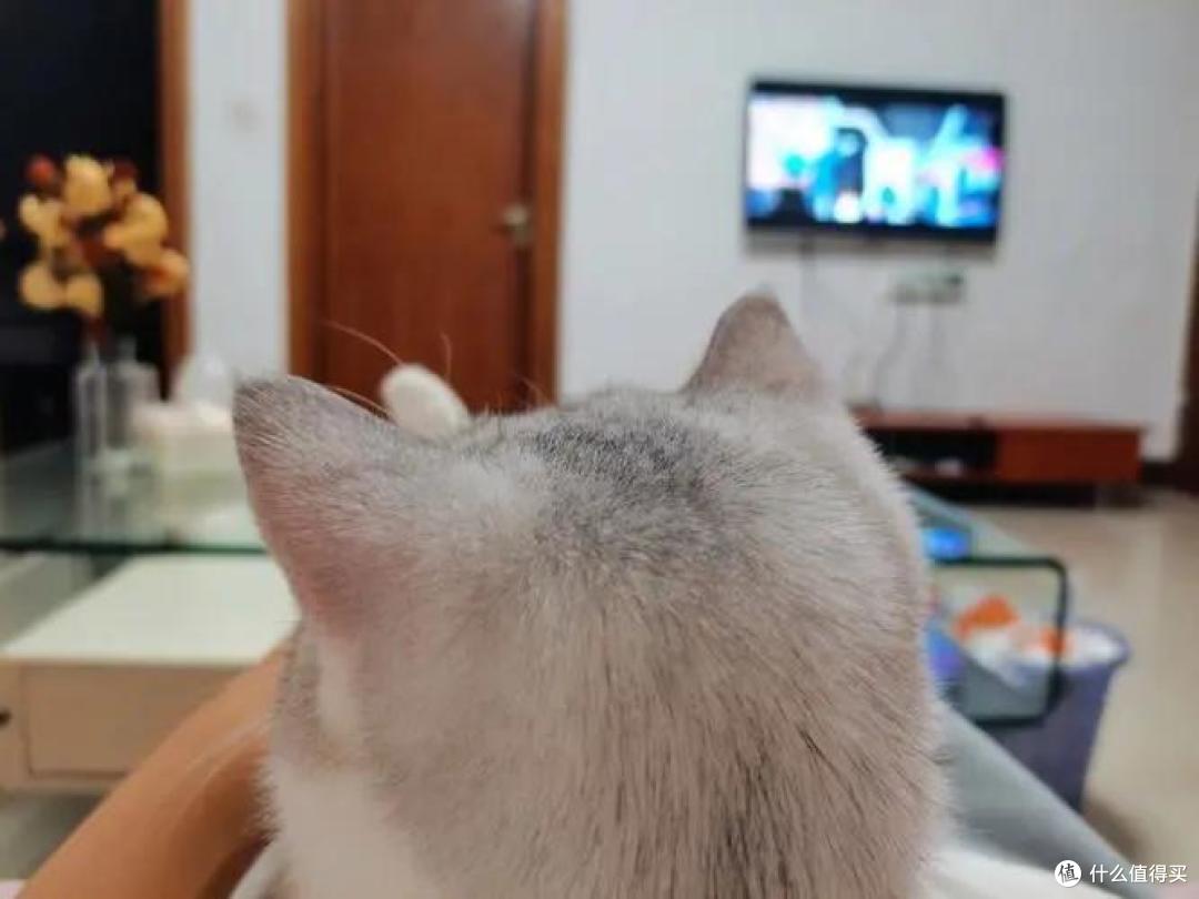 和猫咪一起看电视