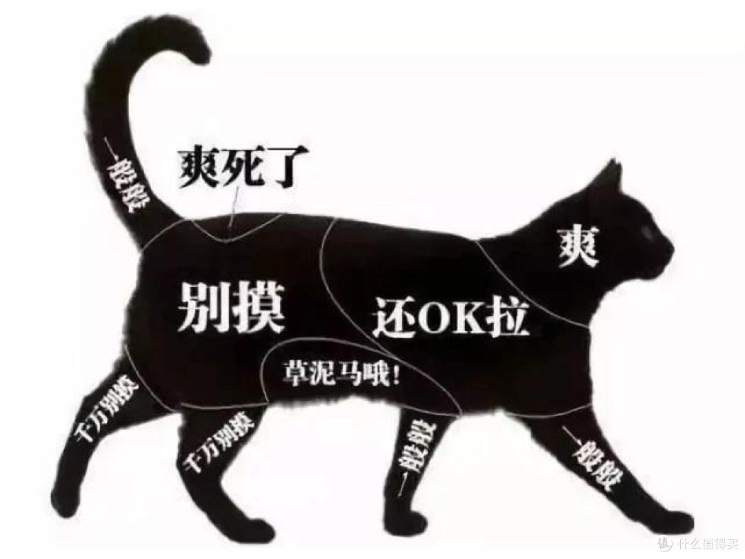 撸猫指南