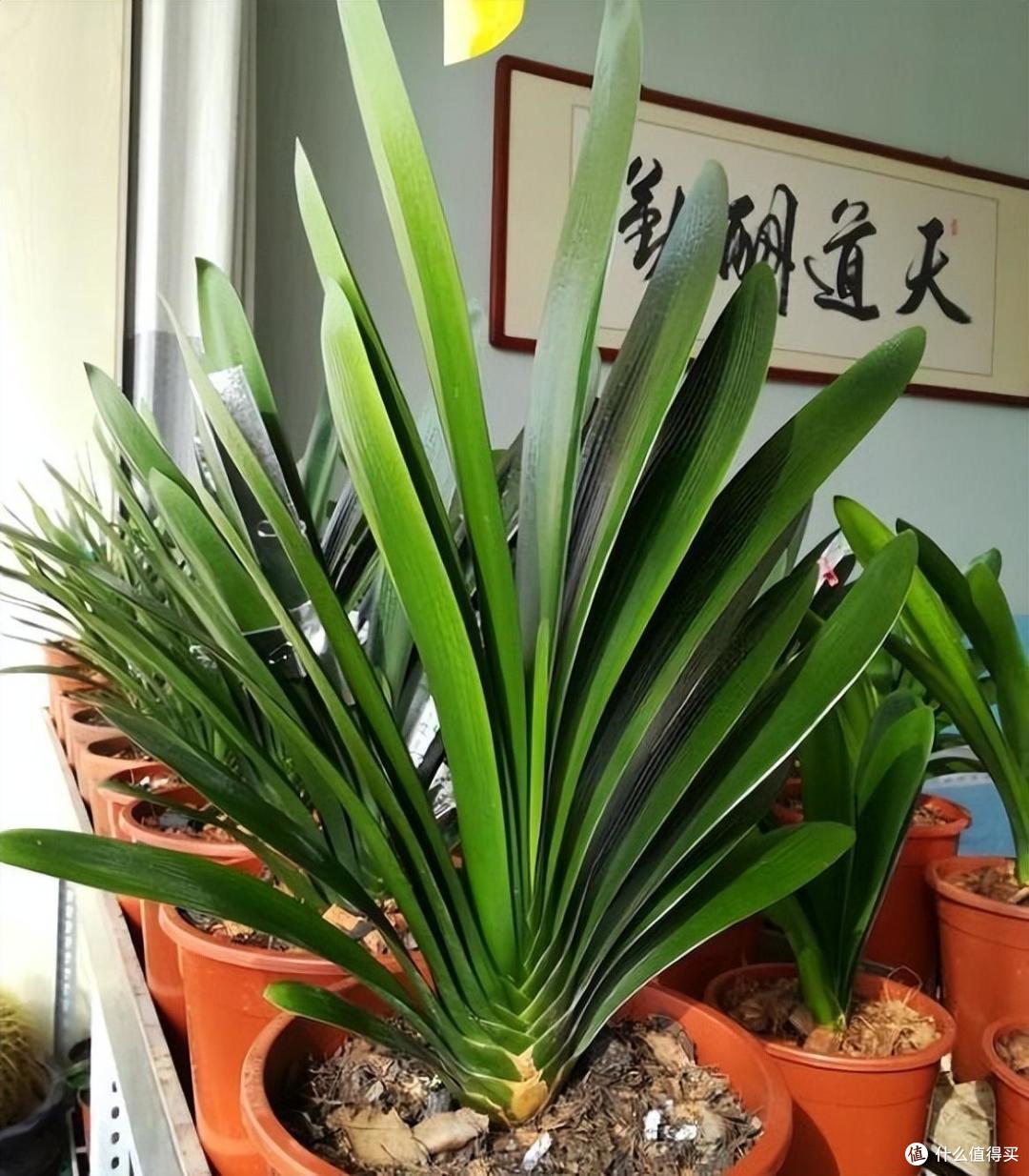 君子兰开花之后，一个“小动作”，叶子长得又肥又壮，开花多一倍