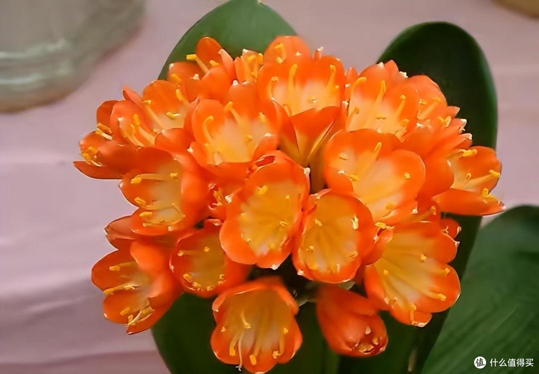 君子兰开花之后，一个“小动作”，叶子长得又肥又壮，开花多一倍